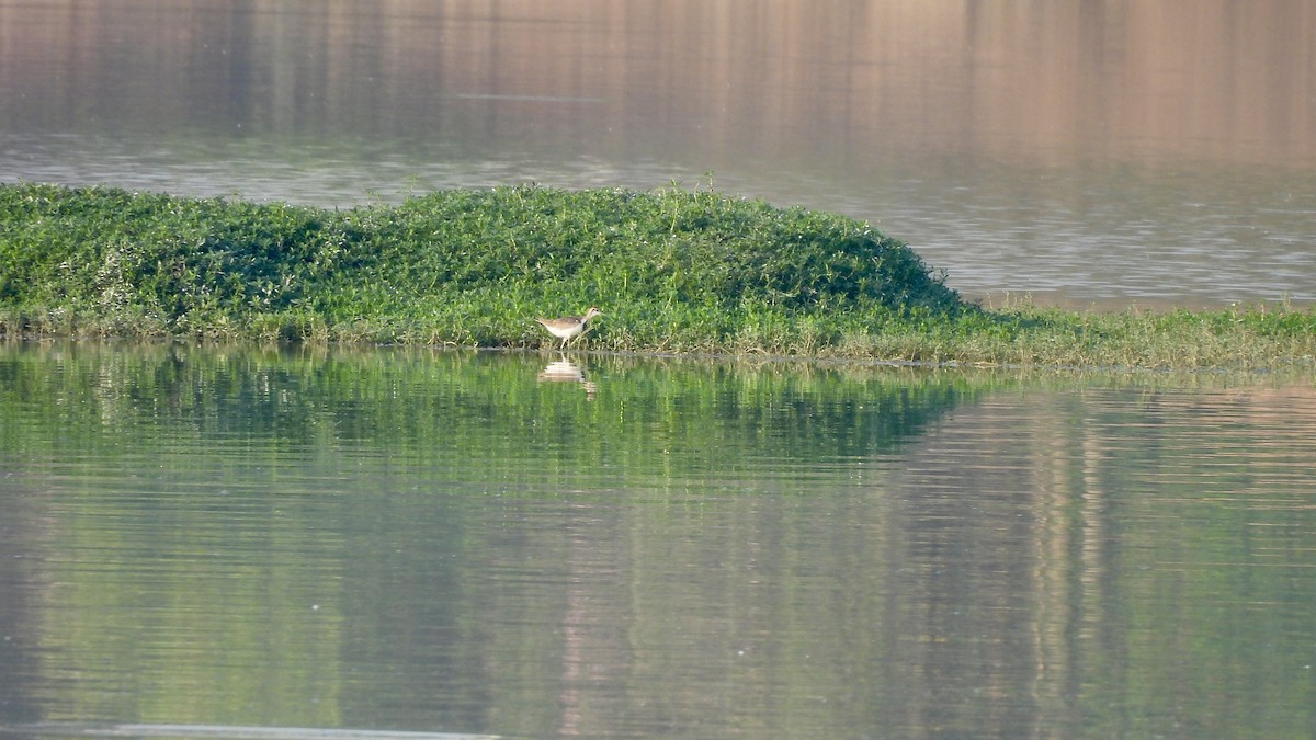 Pheasant-tailed Jacana - ML616657400