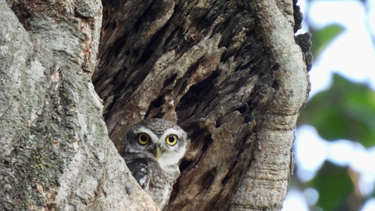 Spotted Owlet - ML616657401