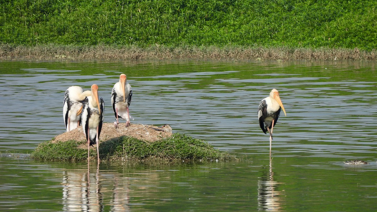 Painted Stork - ML616657403