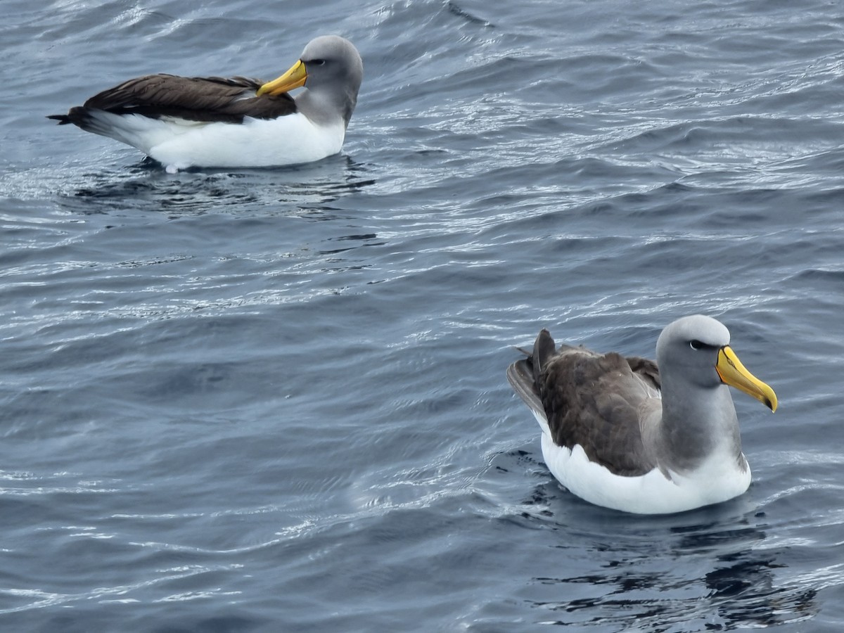 Albatros de las Chatham - ML616657428