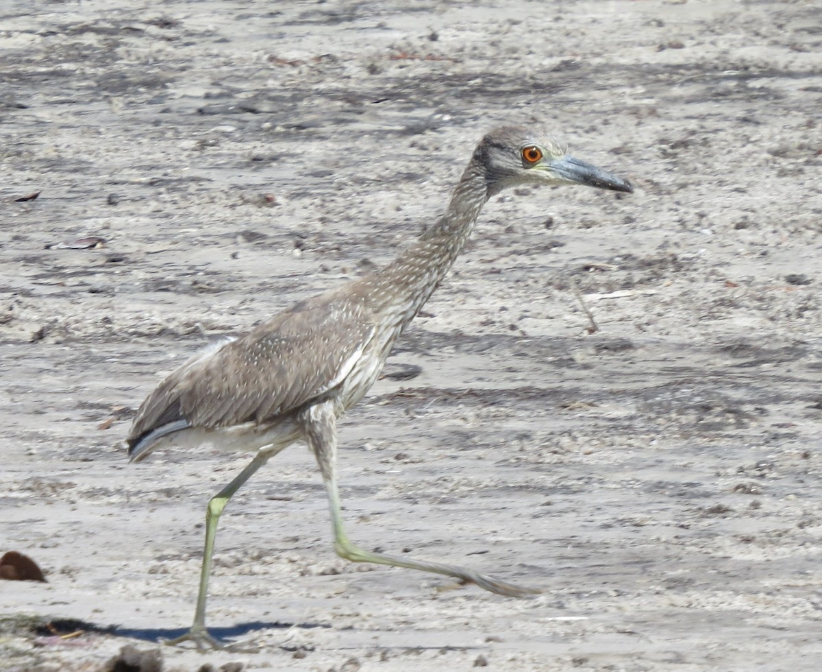 Yellow-crowned Night Heron - ML616657429