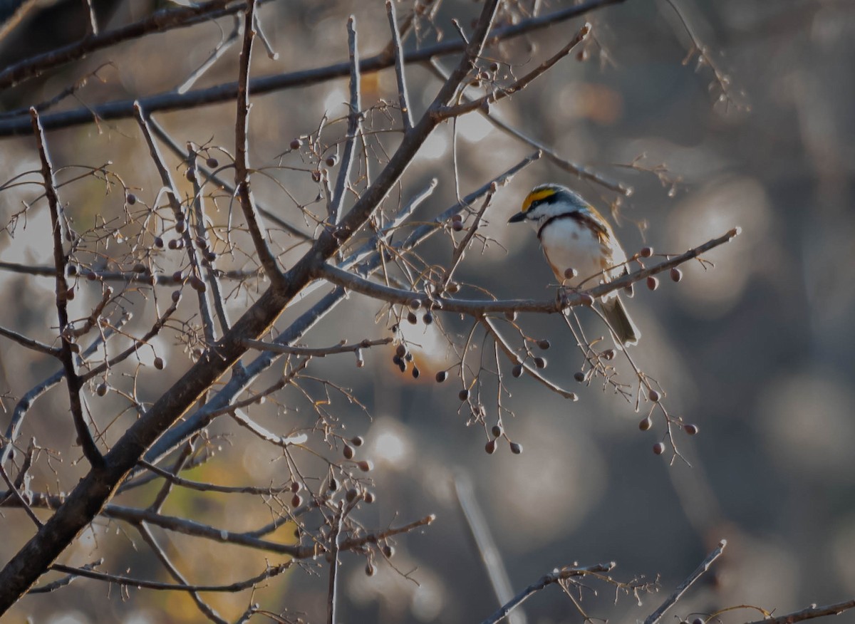 Chestnut-sided Shrike-Vireo - Daniel Mérida