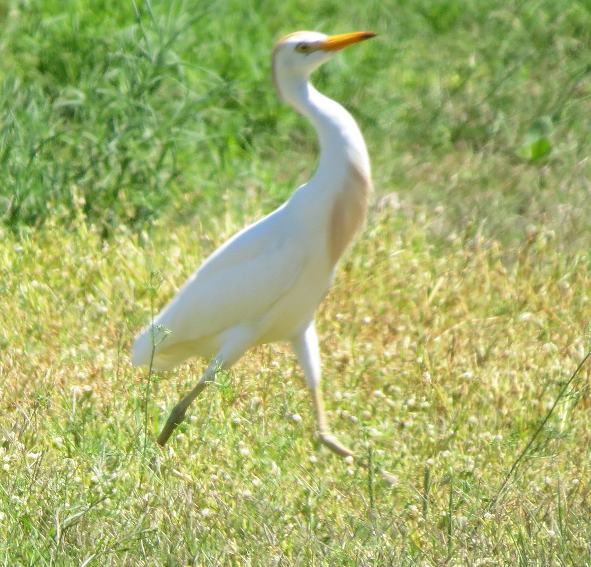 Western Cattle Egret - Mel Kaulback