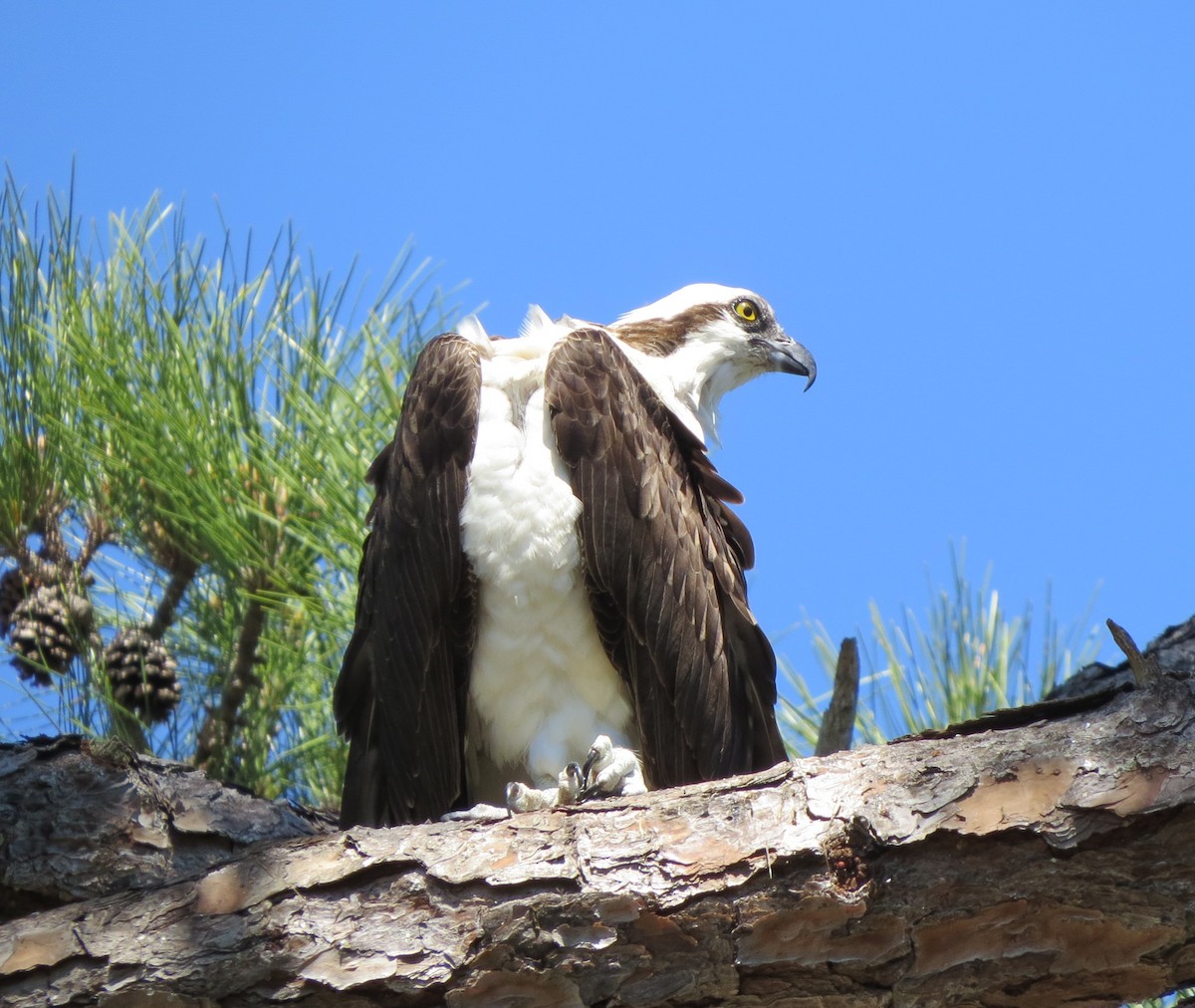 Osprey - ML616657455