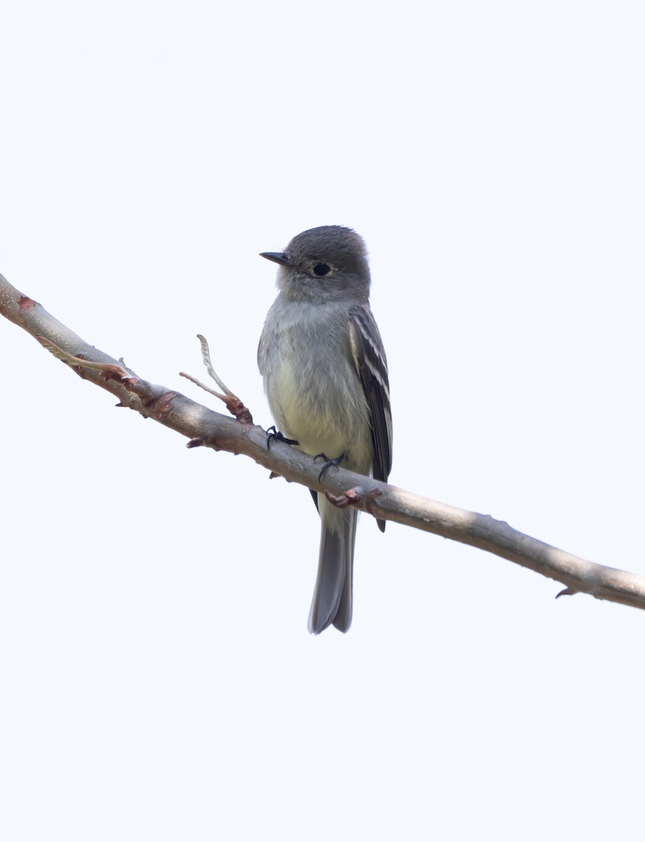 Least Flycatcher - ML616657457