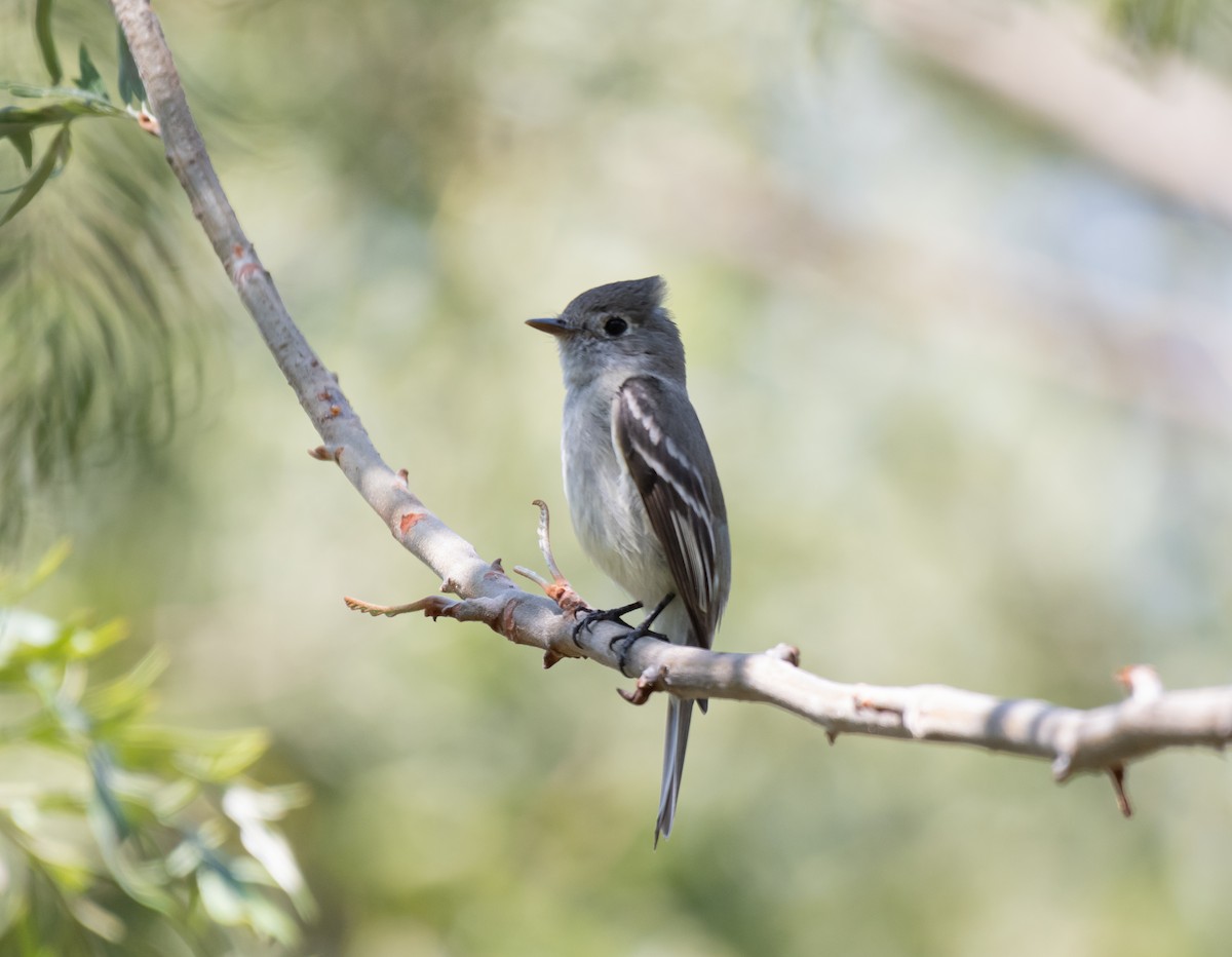 Least Flycatcher - Daniel Mérida