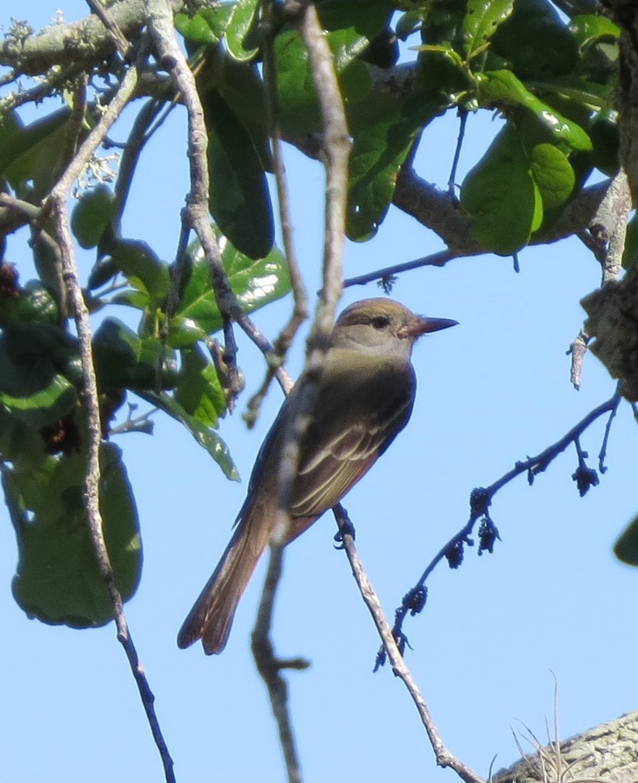 Great Crested Flycatcher - Mel Kaulback