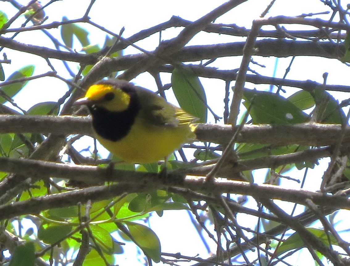 Hooded Warbler - ML616657505