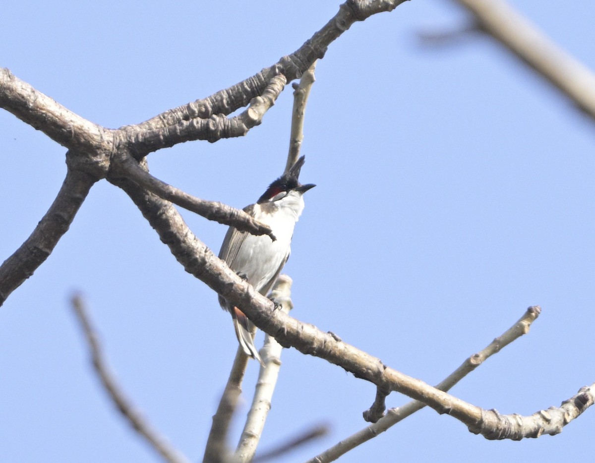 Red-whiskered Bulbul - ML616657517