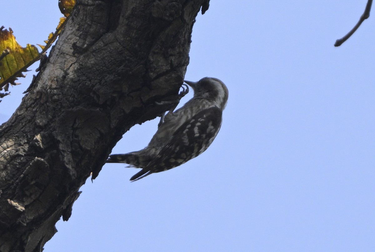 Brown-capped Pygmy Woodpecker - ML616657526