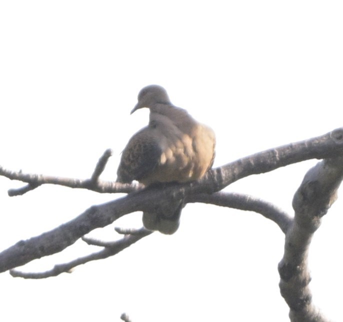 Oriental Turtle-Dove - ML616657529