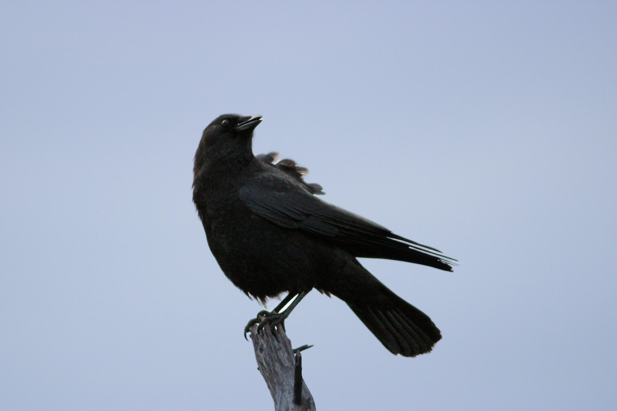 American Crow - Katie Dyell