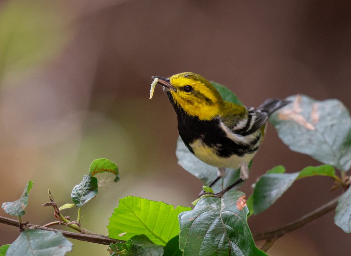 Black-throated Green Warbler - ML616657582