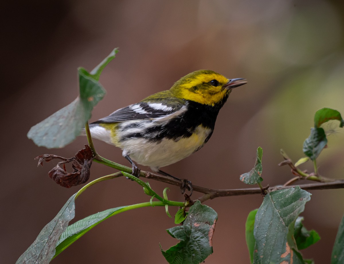 Black-throated Green Warbler - ML616657583