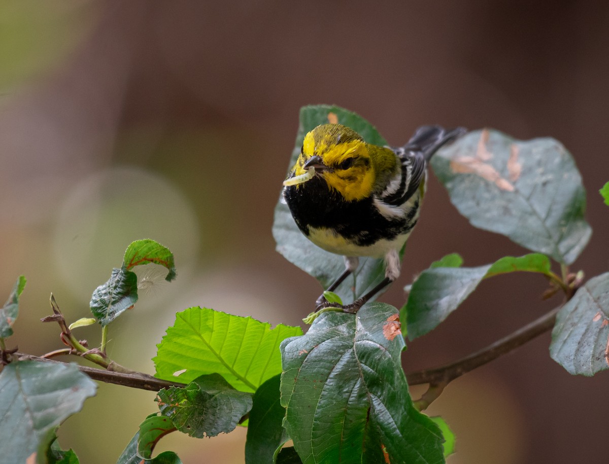 Black-throated Green Warbler - ML616657584