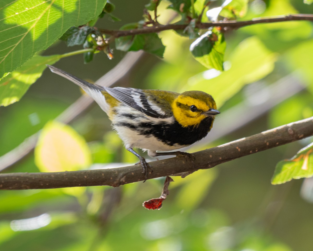 Black-throated Green Warbler - ML616657585