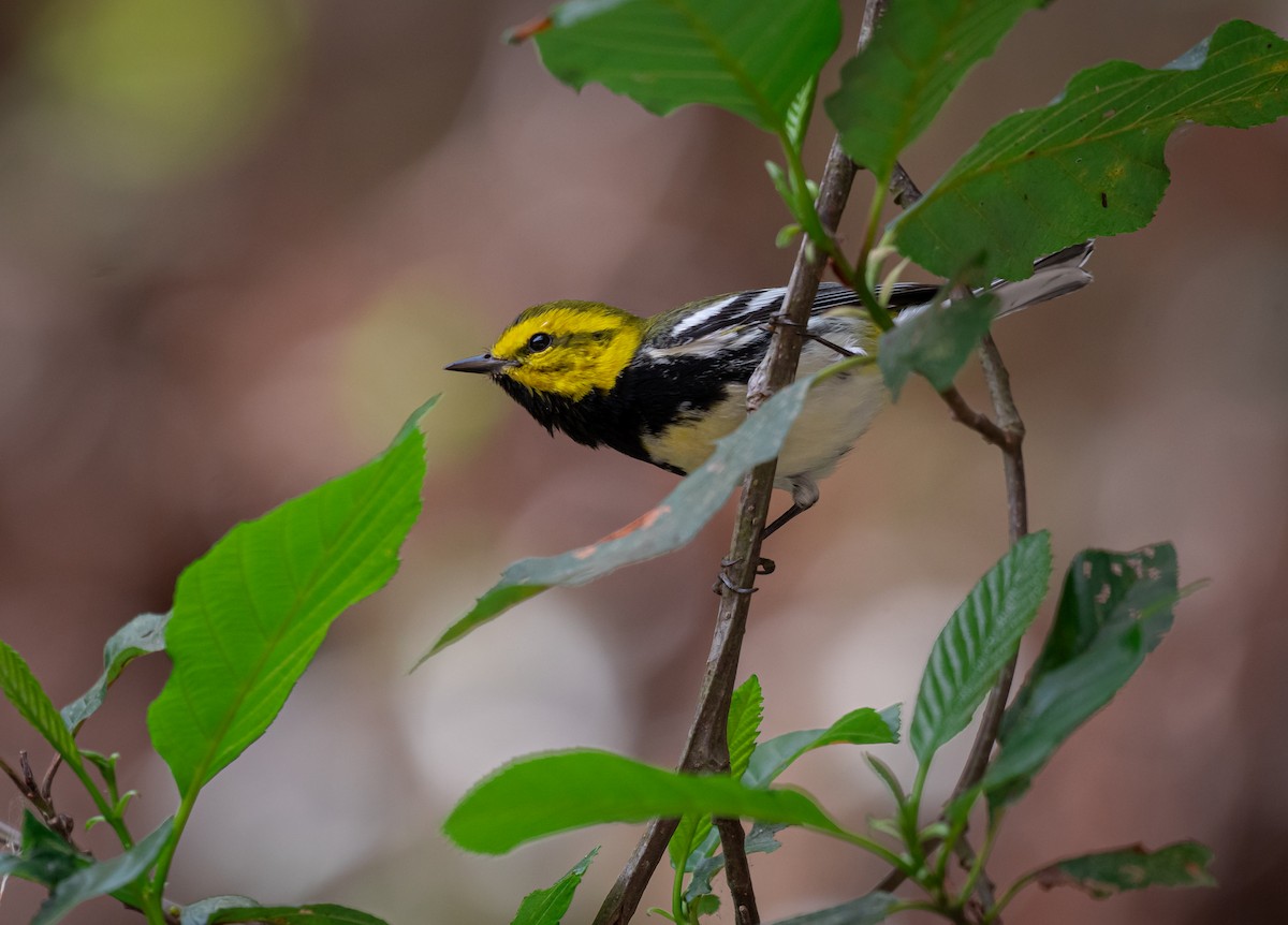 Black-throated Green Warbler - Daniel Mérida