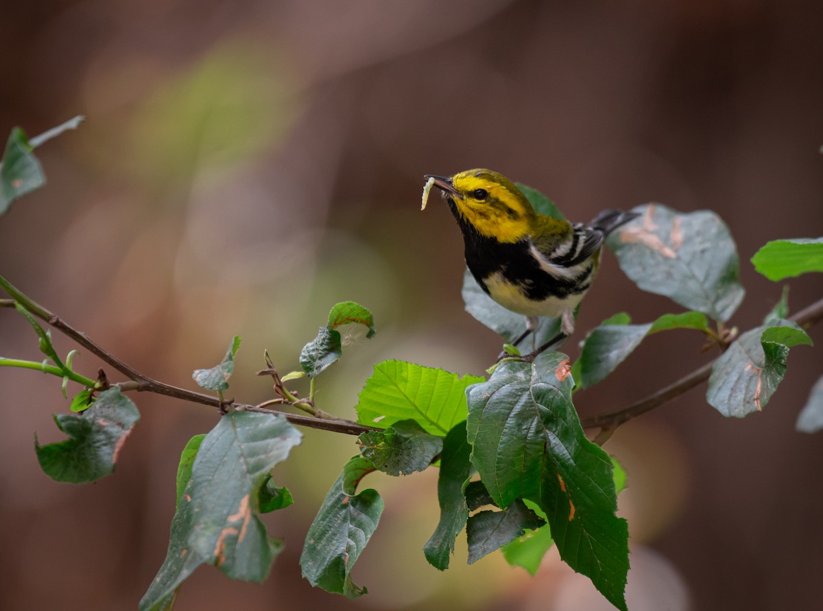 Black-throated Green Warbler - ML616657589