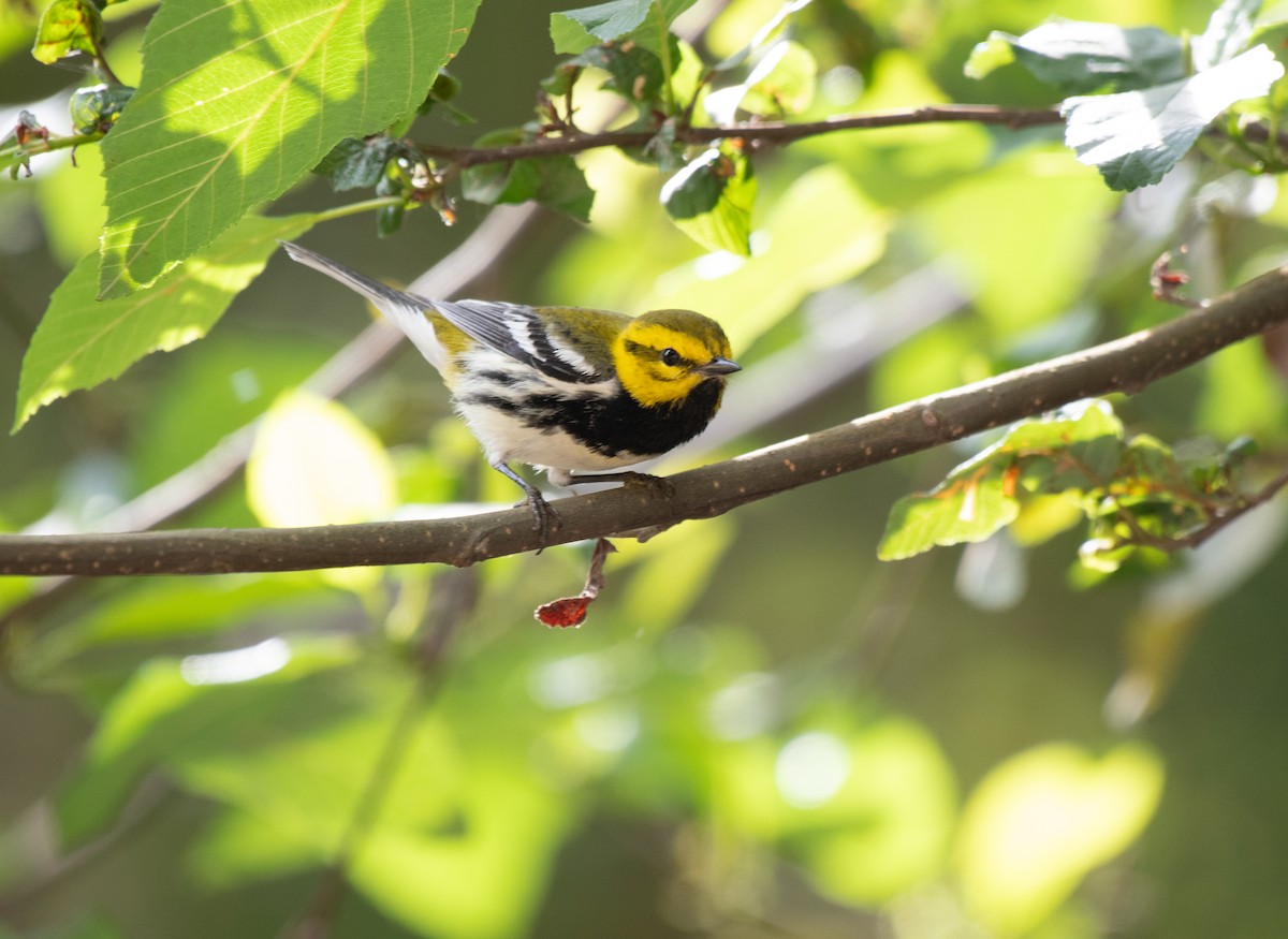 Black-throated Green Warbler - ML616657598