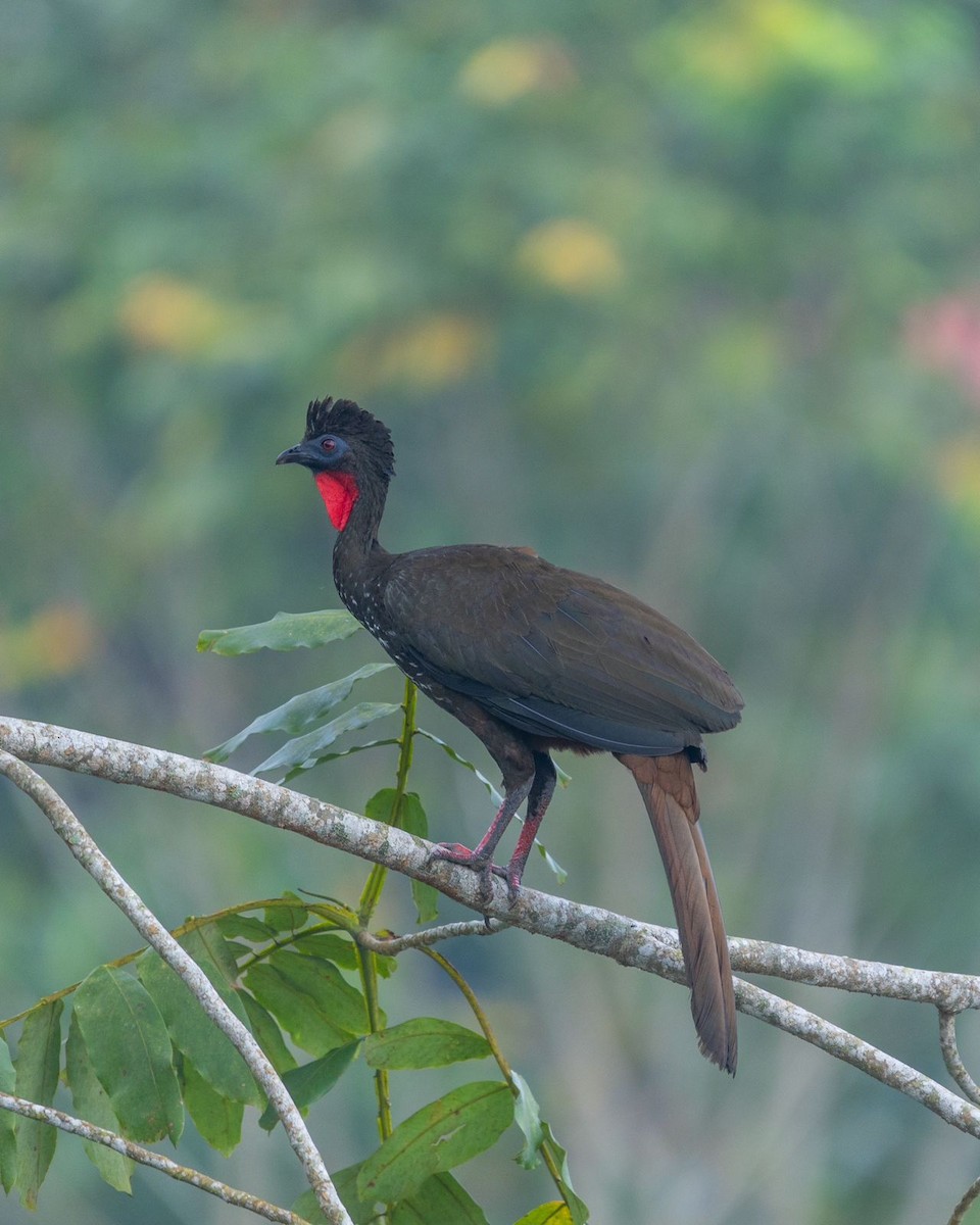 Crested Guan - Nicolas Onoro