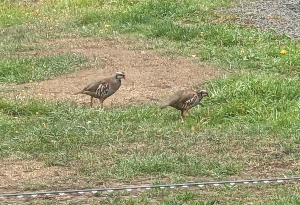 Red-legged Partridge - ML616657623