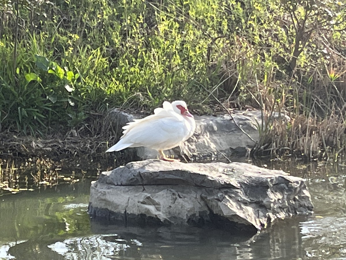 Muscovy Duck - ML616657642