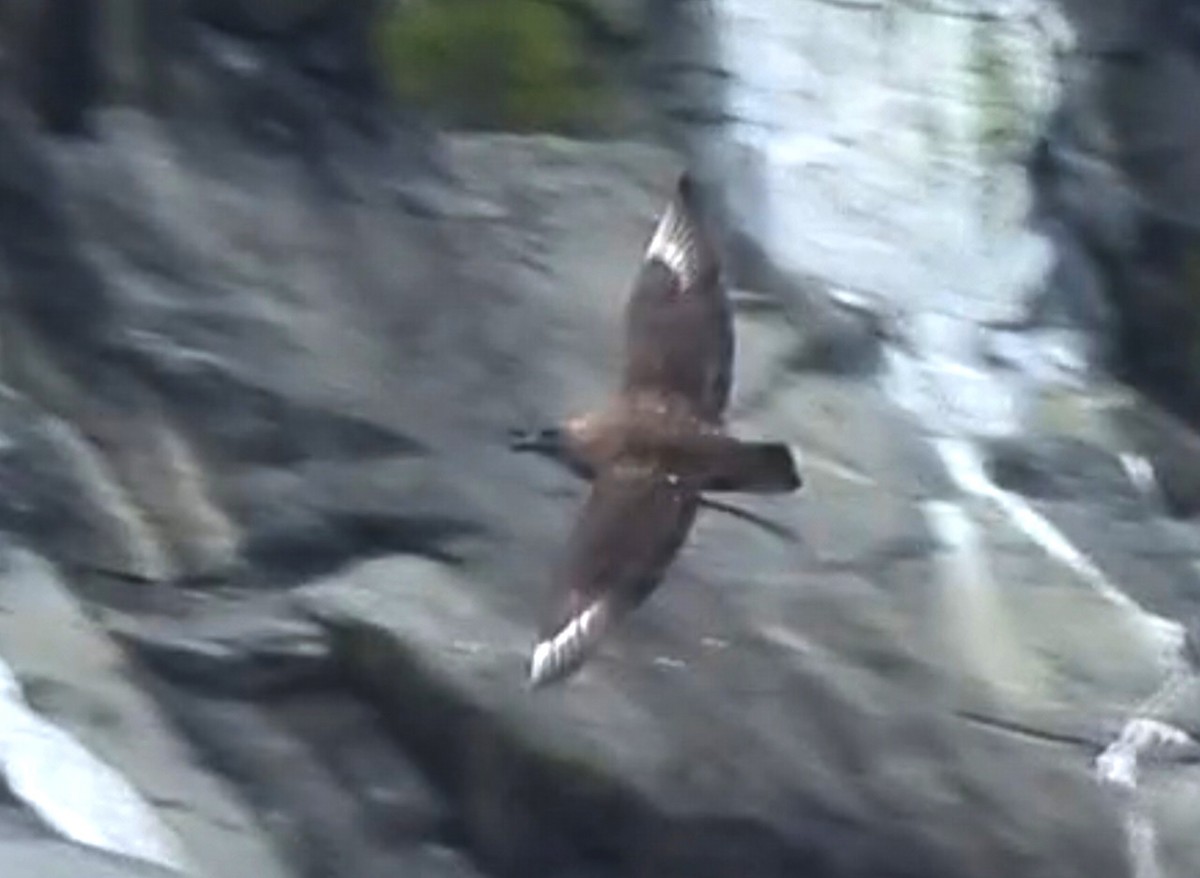 Brown Skua - David Riddell