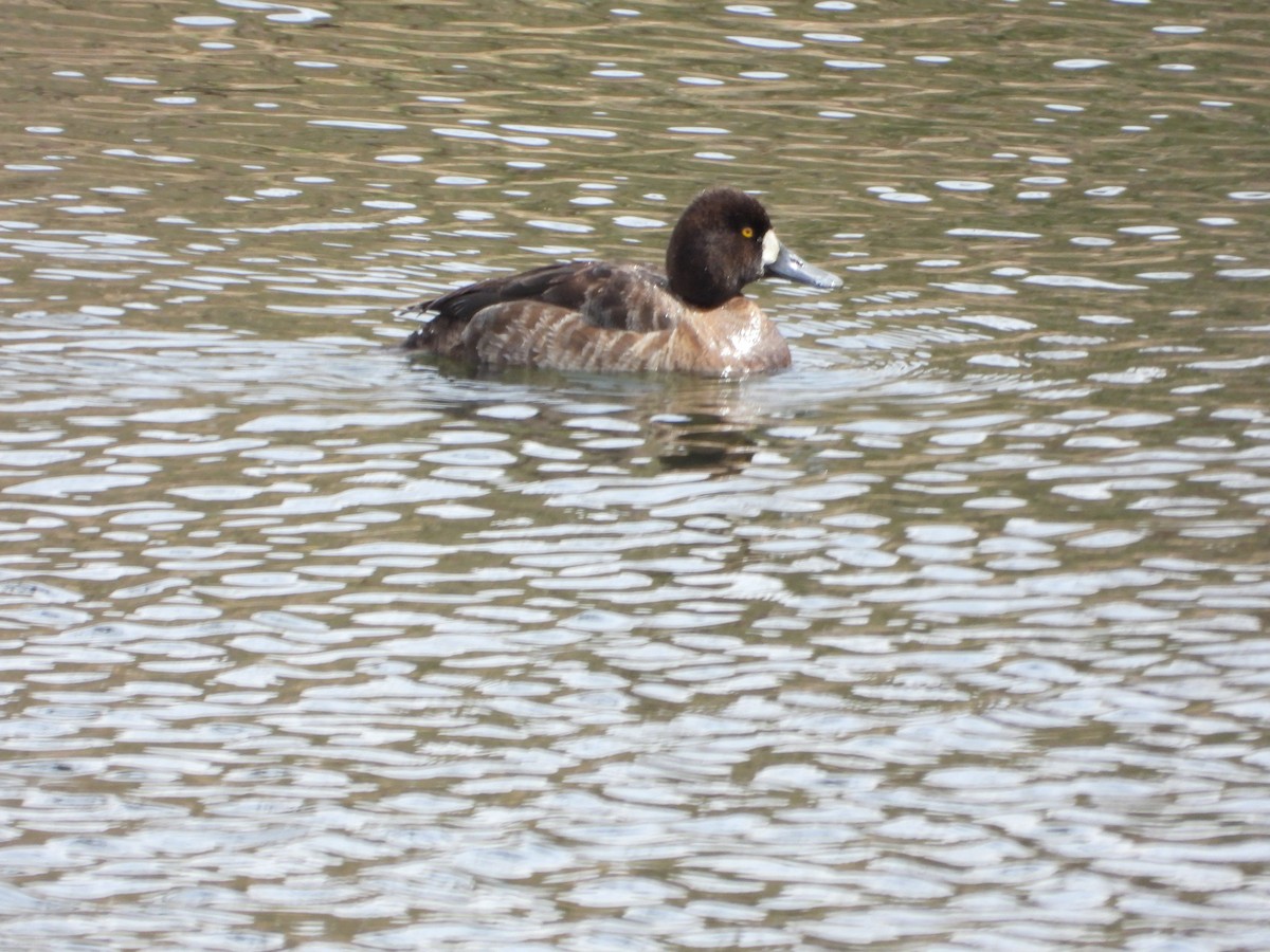 Lesser Scaup - ML616657667