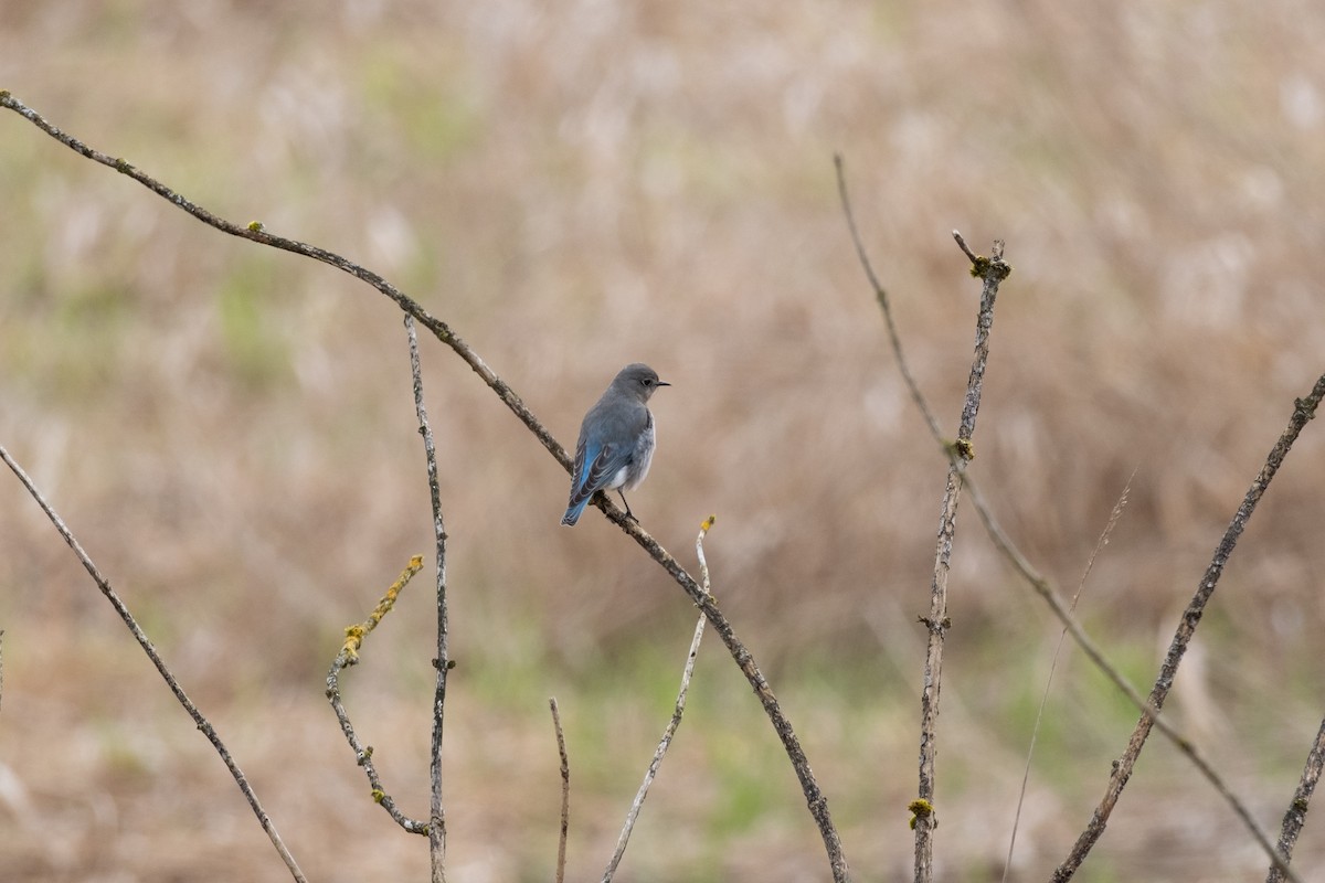 Mountain Bluebird - ML616657677