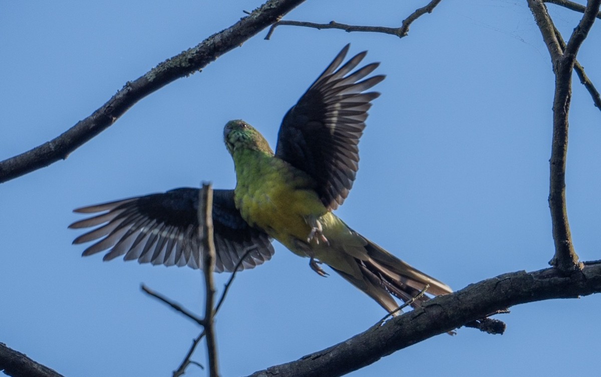 Red-rumped Parrot - ML616657679