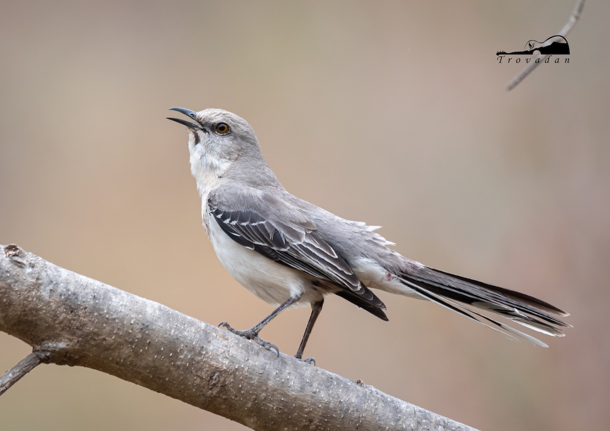 Tropical Mockingbird - ML616657701