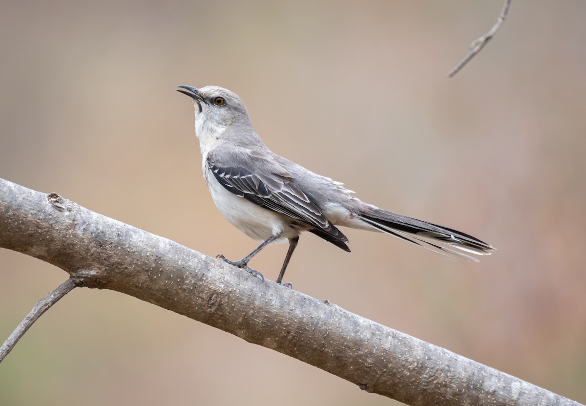 Tropical Mockingbird - Daniel Mérida