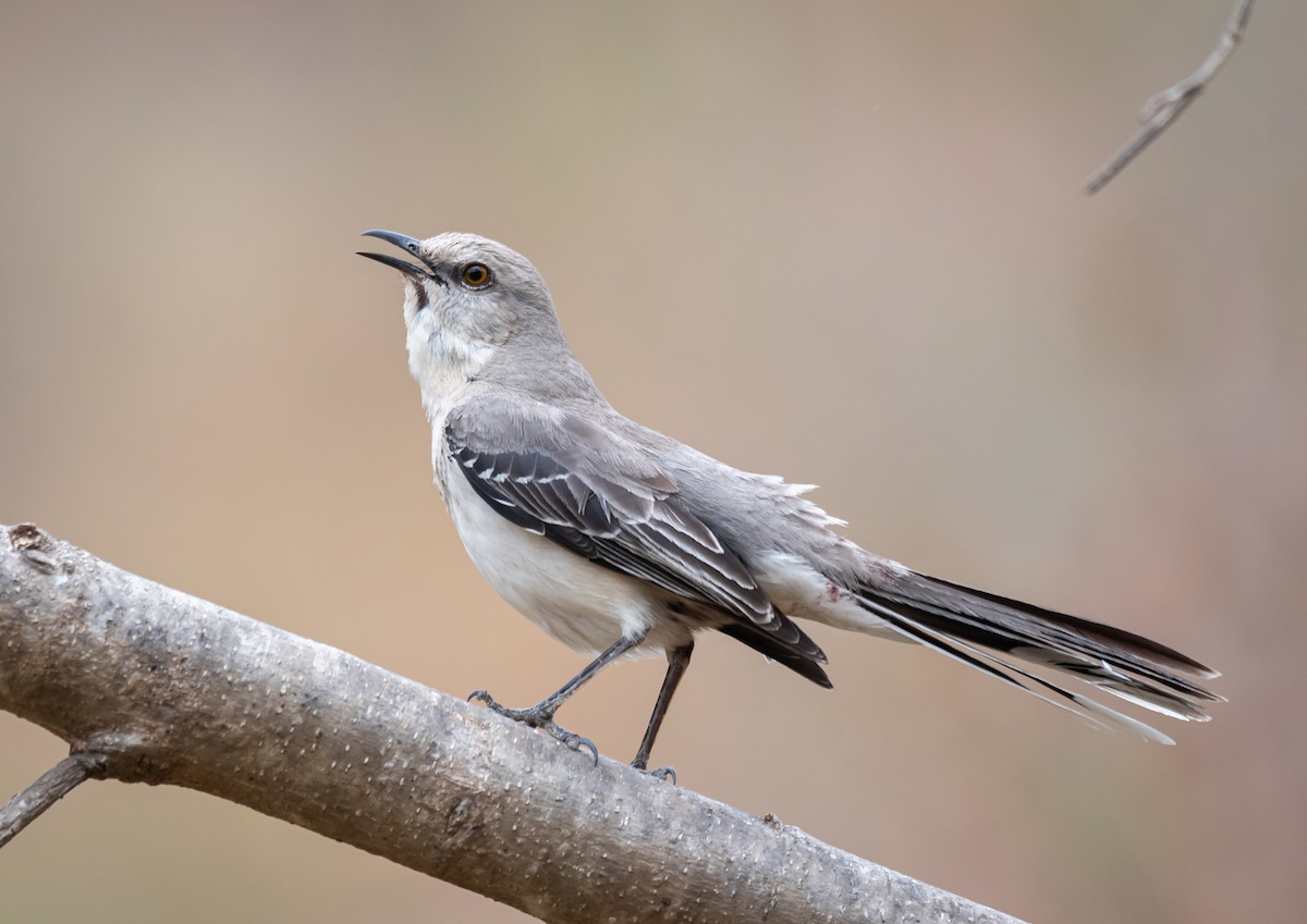 Tropical Mockingbird - ML616657707