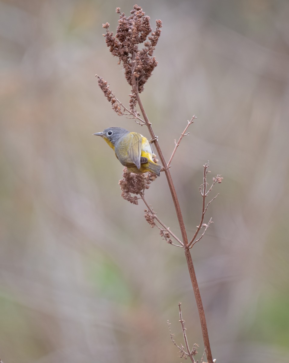 Nashville Warbler - ML616657721