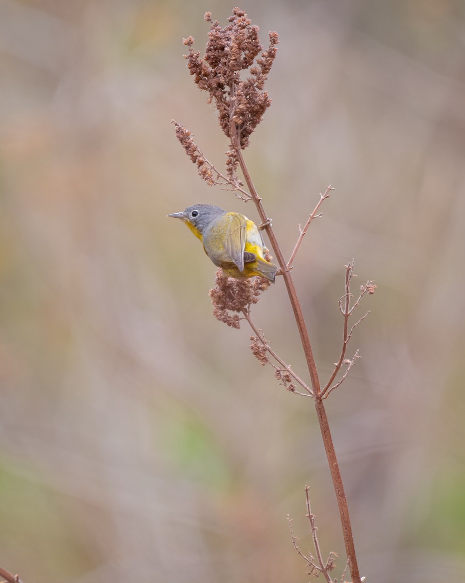 Nashville Warbler - ML616657722