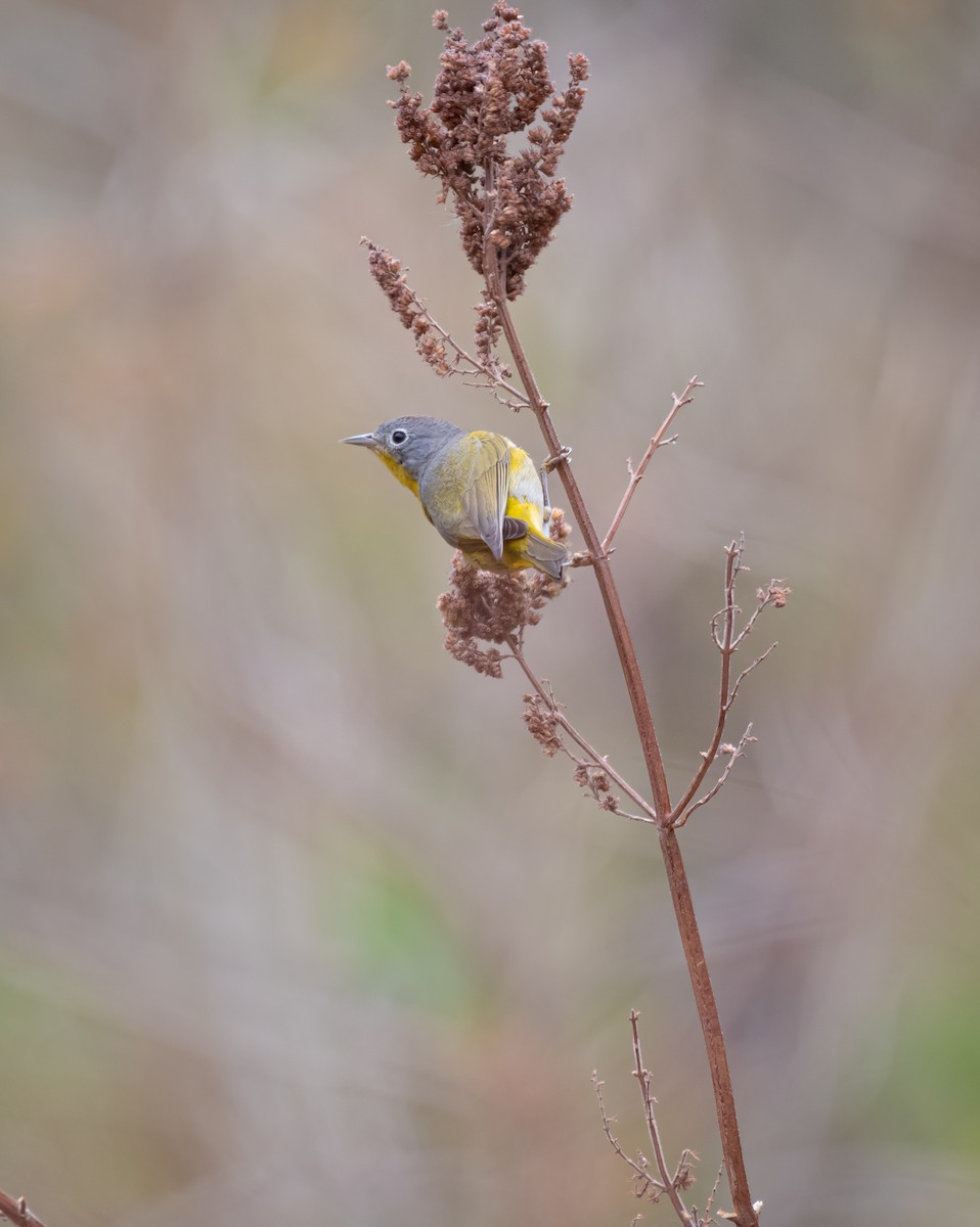 Rubinfleck-Waldsänger - ML616657728