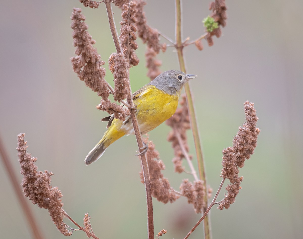 Rubinfleck-Waldsänger - ML616657733