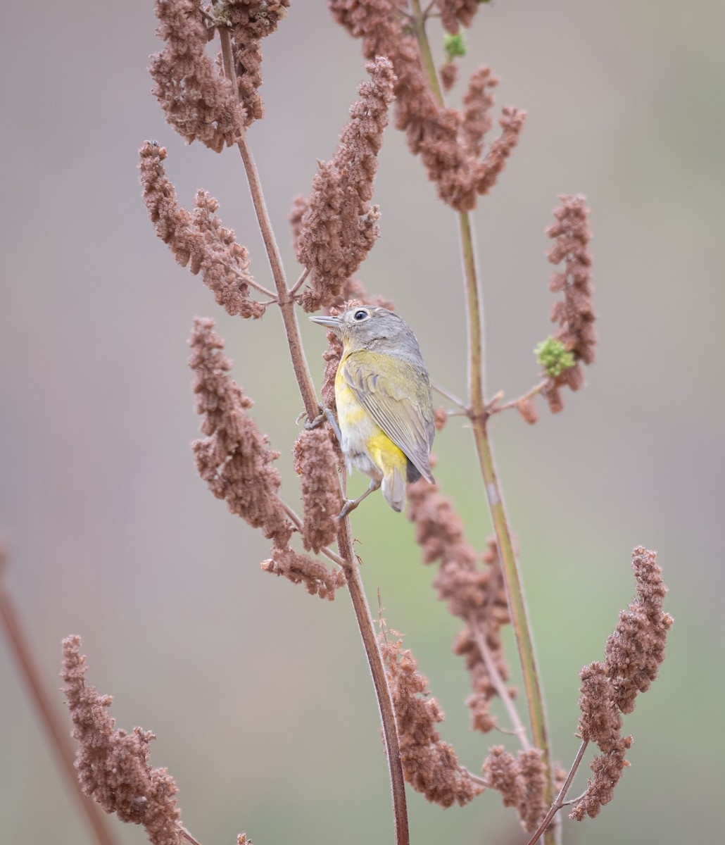 Rubinfleck-Waldsänger - ML616657736