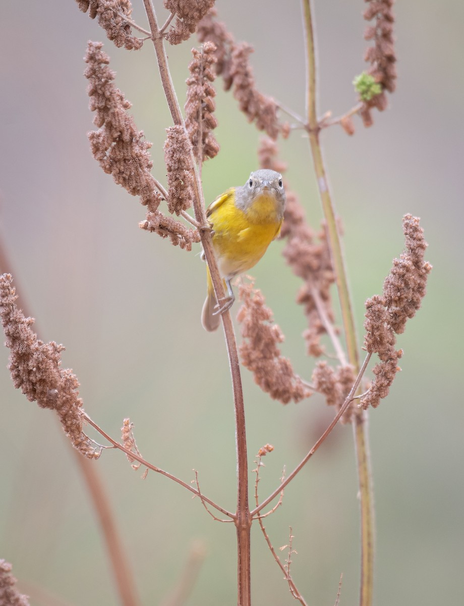 Nashville Warbler - ML616657737