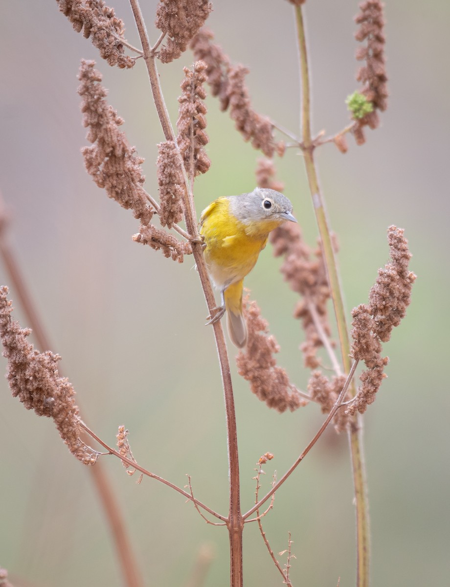 Rubinfleck-Waldsänger - ML616657739