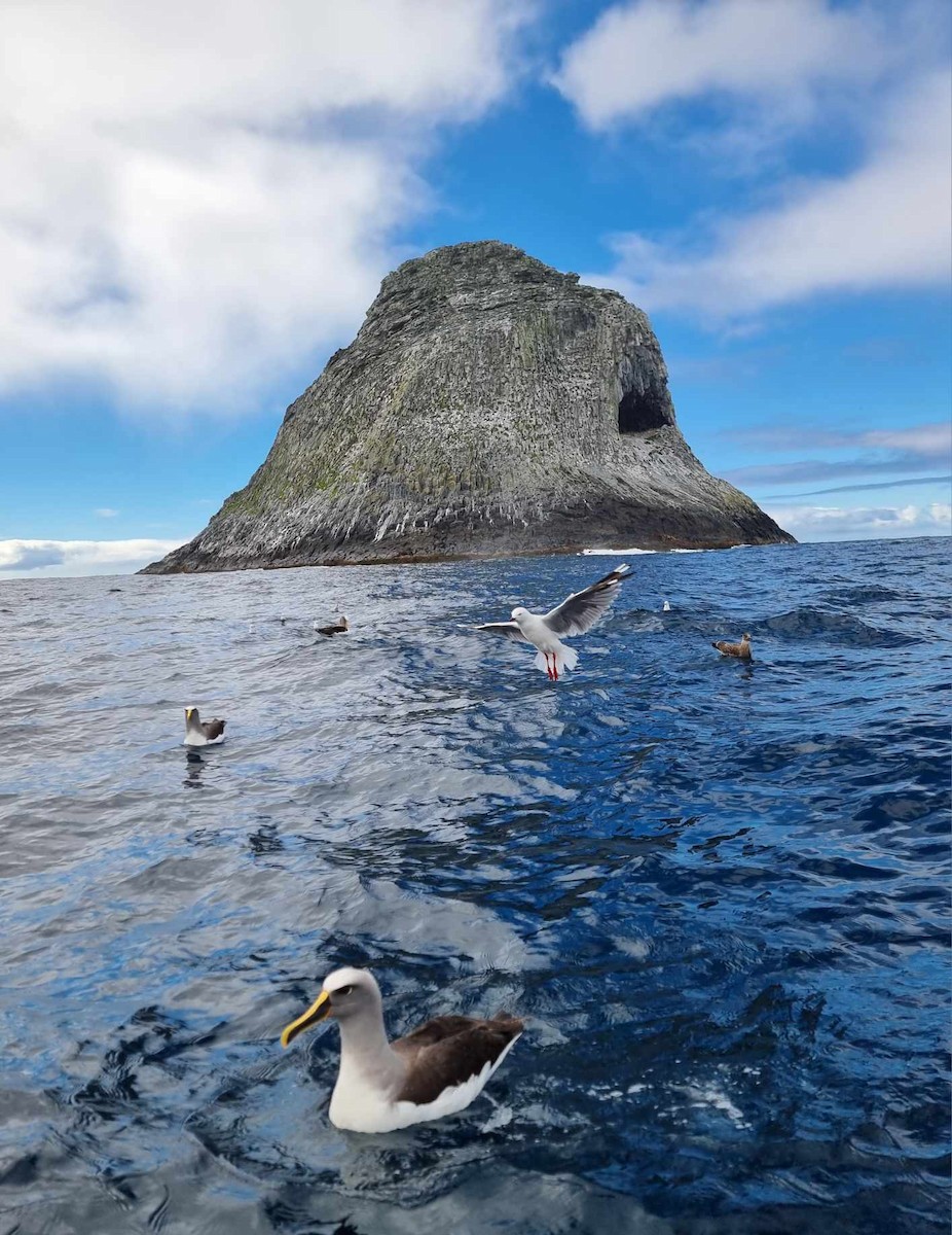 Buller's Albatross - ML616657749