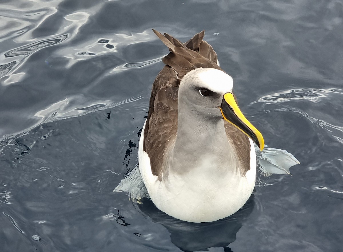 Buller's Albatross - ML616657750