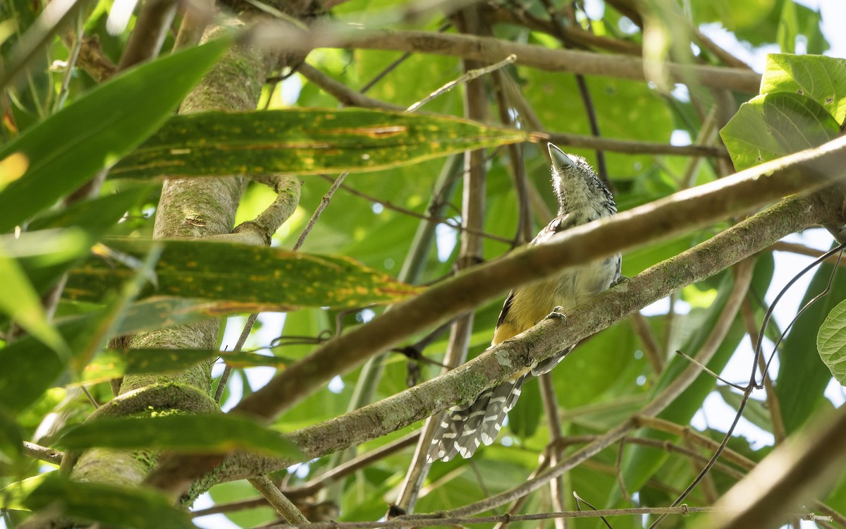 Spot-backed Antshrike - Marky Mutchler