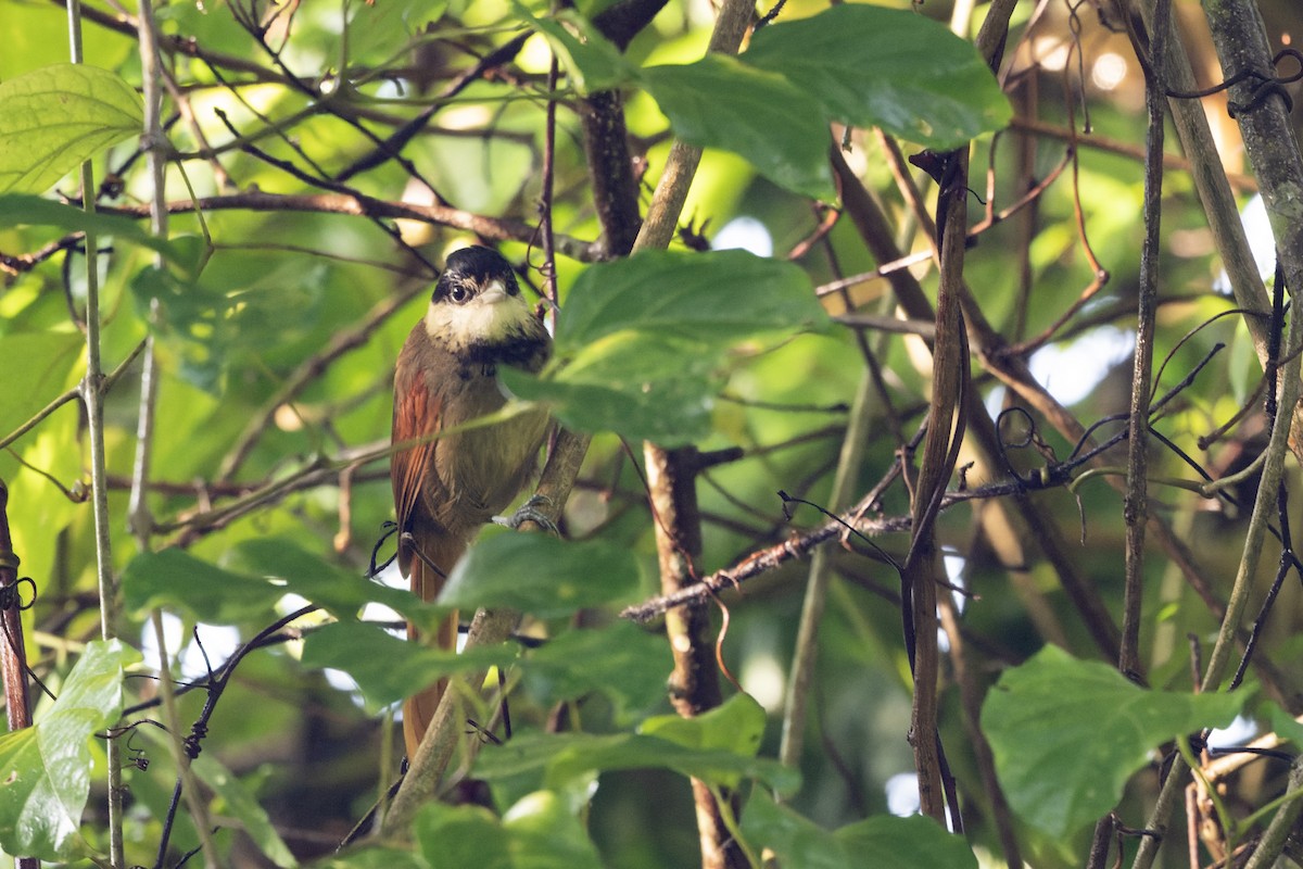 White-bearded Antshrike - ML616657764