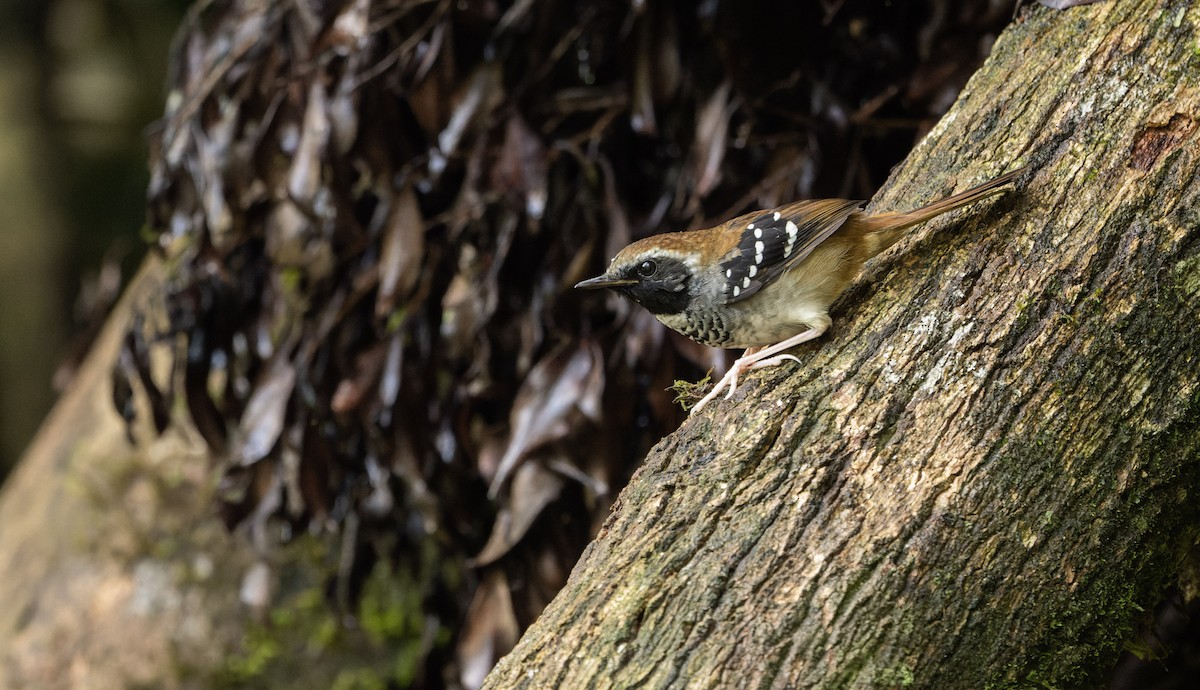 Squamate Antbird - Marky Mutchler