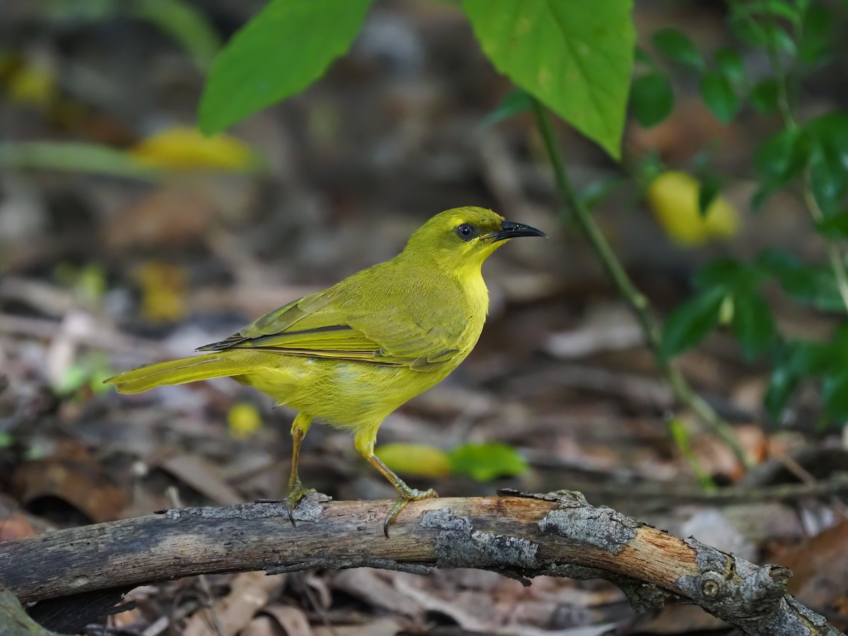 Yellow Honeyeater - Len and Chris Ezzy