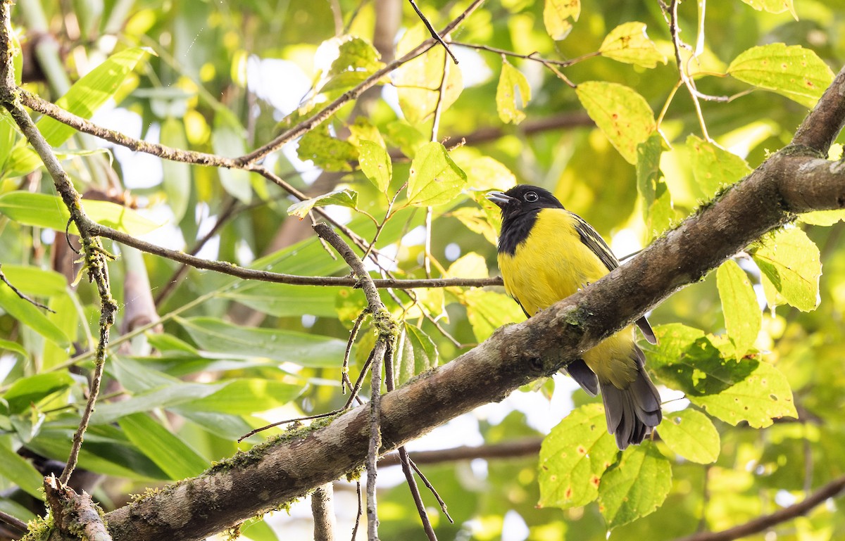 Cotinga coqueluchon - ML616657816