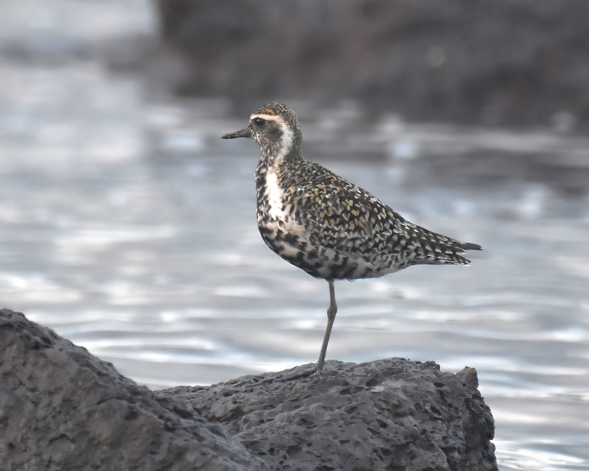 Chorlito Dorado Siberiano - ML616657826