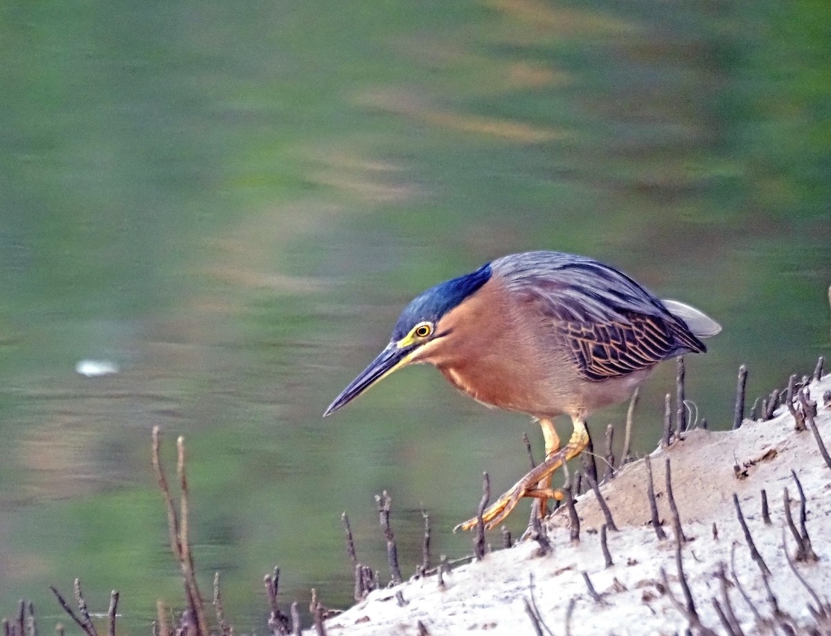 Striated Heron - Steve Law