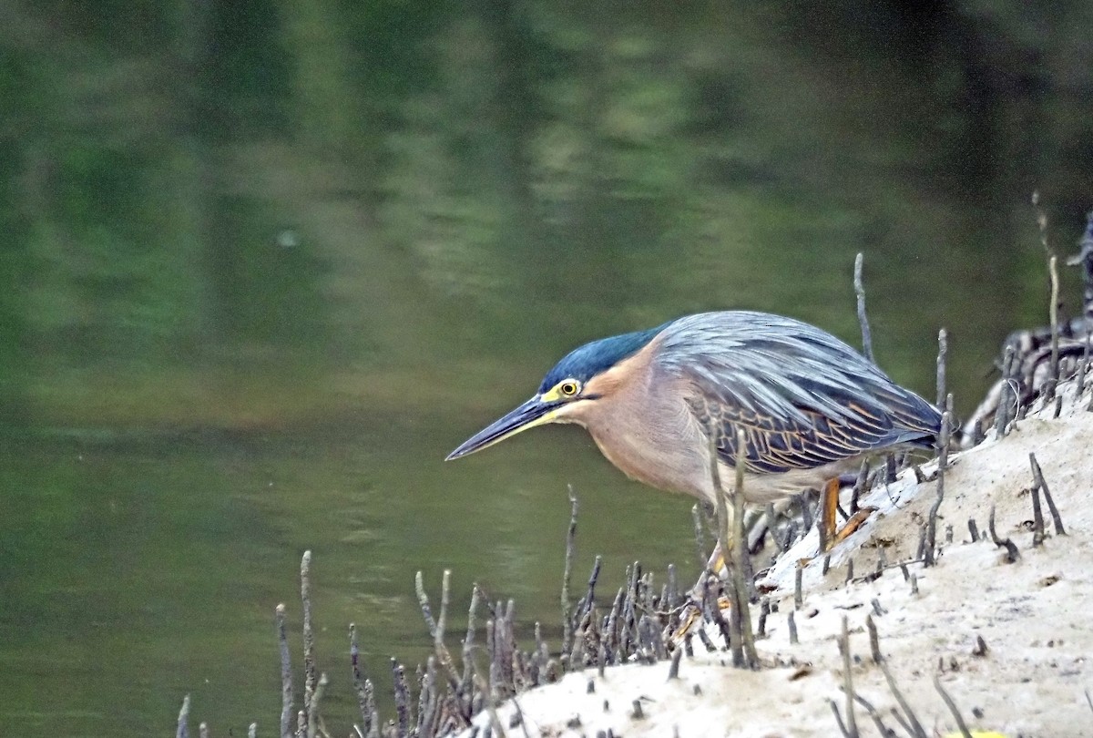 Striated Heron - Steve Law